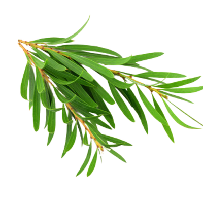 Tea Tree Oil